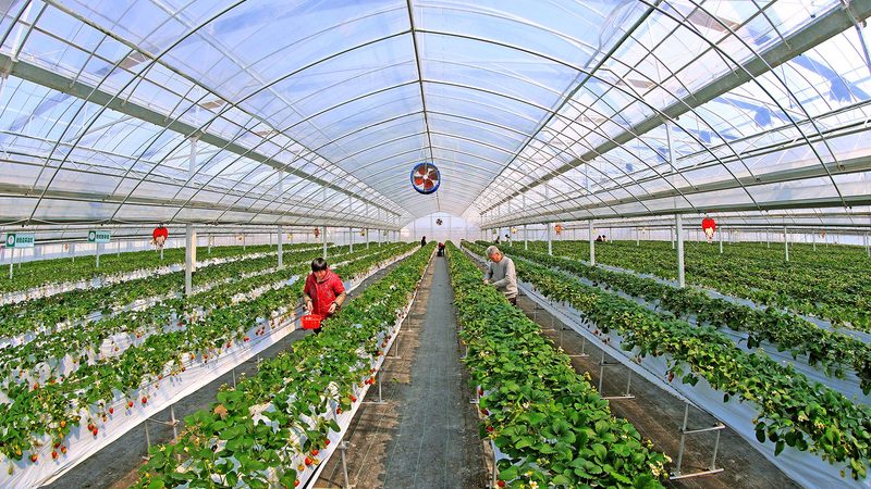 上海农业物联网系统：价格背后的价值考量
