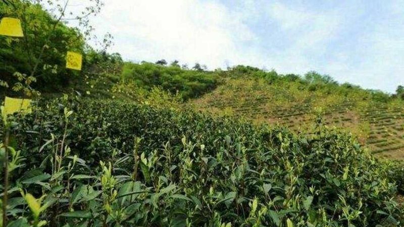 生态循环农业：揭秘公司排名背后的考量因素