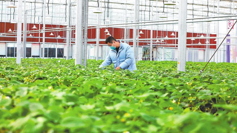 河南粮食种子批发价格表背后藏着哪些门道