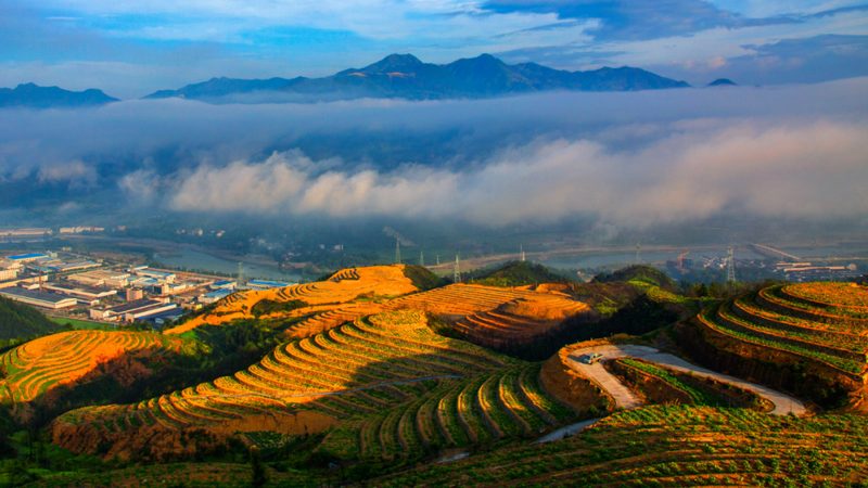 无人机植保服务代理：如何选择与实施