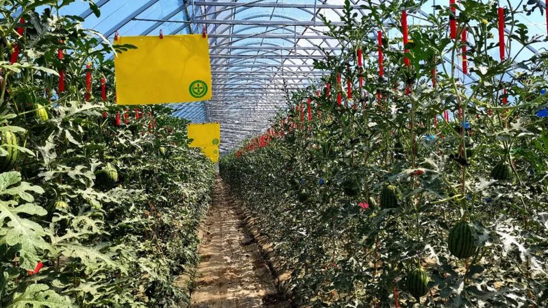 有机肥材质分类：揭秘绿色农业的“养料秘籍”**