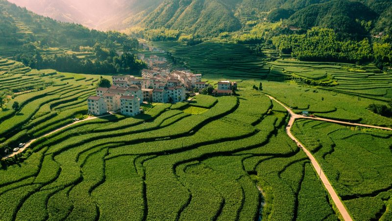 2025年粮食种植补贴政策：解读与影响
