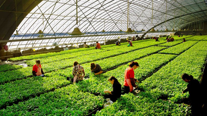 趋势洞察：农资价格波动背后的原因