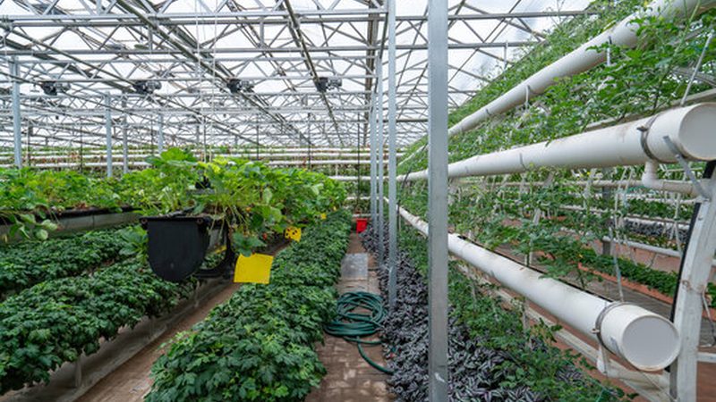大棚种植技术：批发价格背后的考量因素**