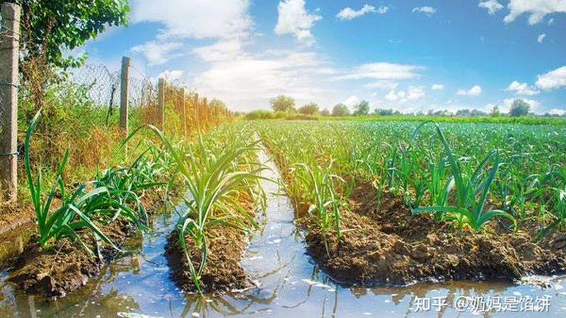 大棚农业种植技术哪家好