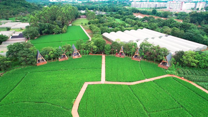 碱性土壤改良方法对比