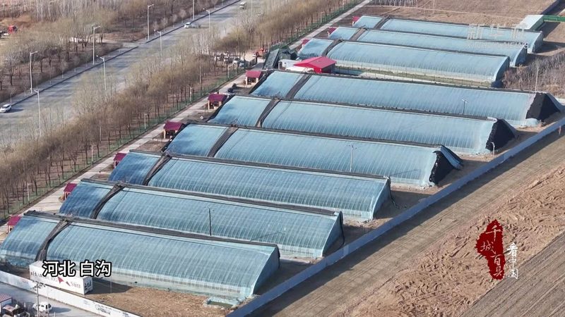 设施农业蔬菜大棚：类型与选择要点