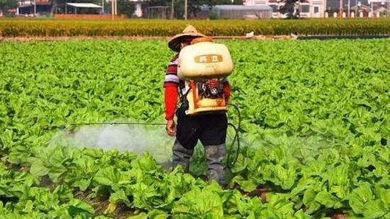 蔬菜配送，价格波动背后的市场逻辑**