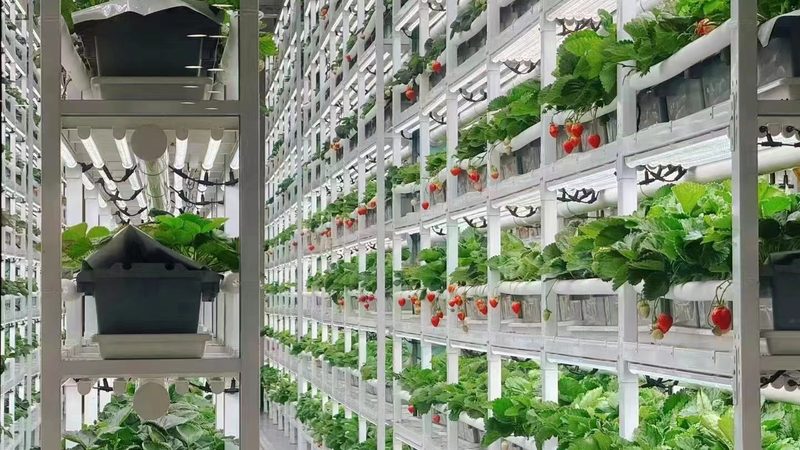 生鲜冷链物流运输注意事项：保障食品安全的关键环节